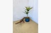 Decorative plant and wooden Shrimp on 2nd Bedroom's balcony