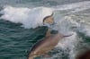 See plenty of dolphins on the Sea Screamer or a catamaran cruise