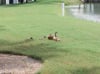 Friendly ducks